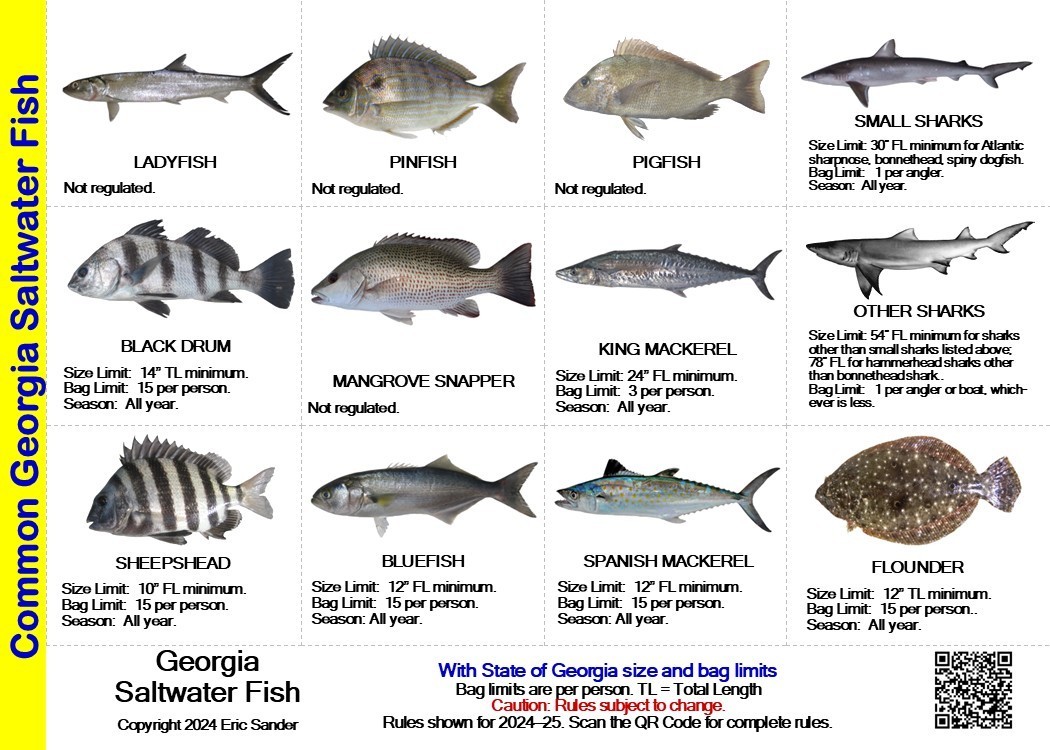 Saltwater Fish ID and Regulations MINI Card - Georgia