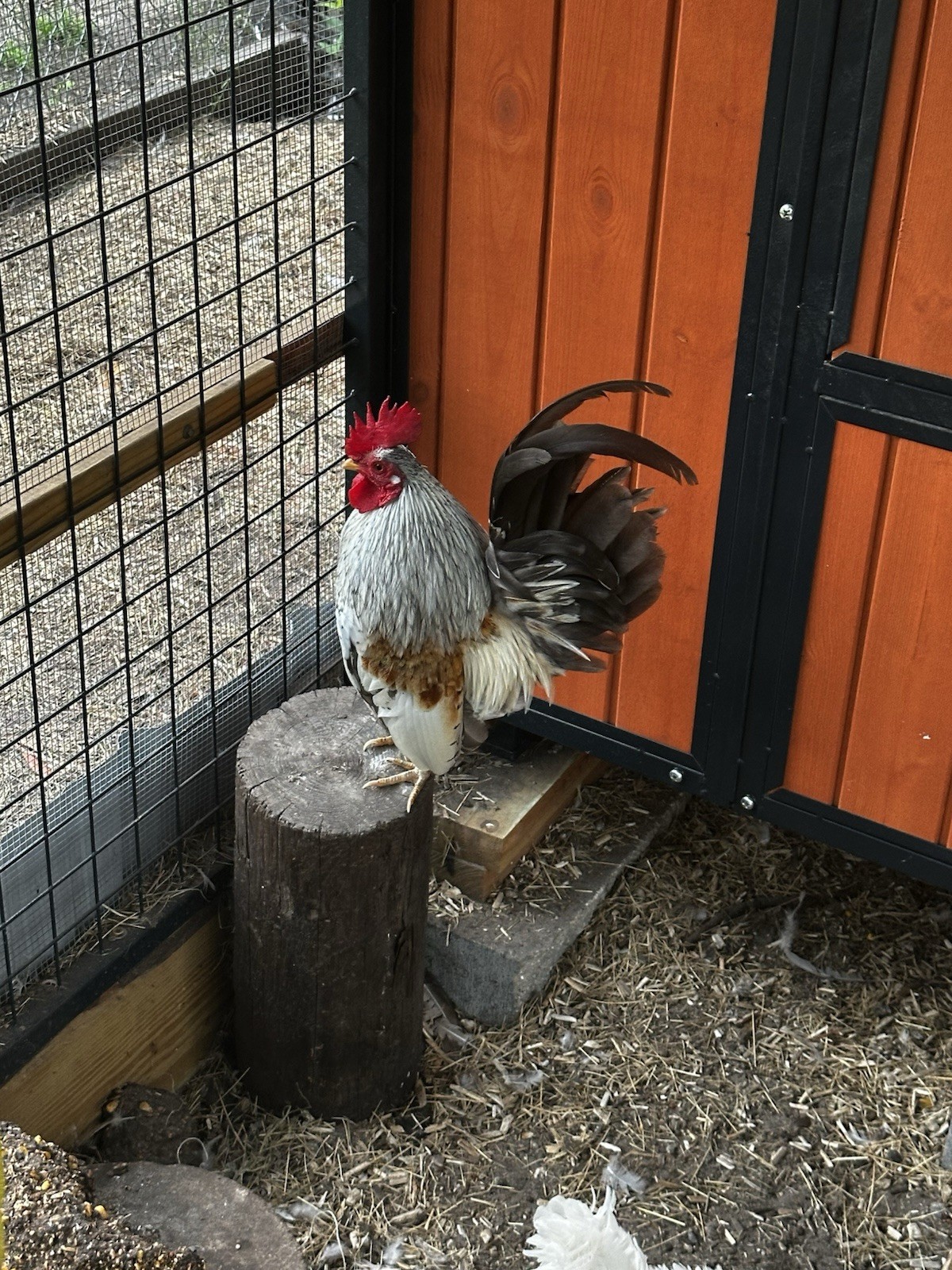 18 Show Quality Malaysian Serama Hatching Eggs