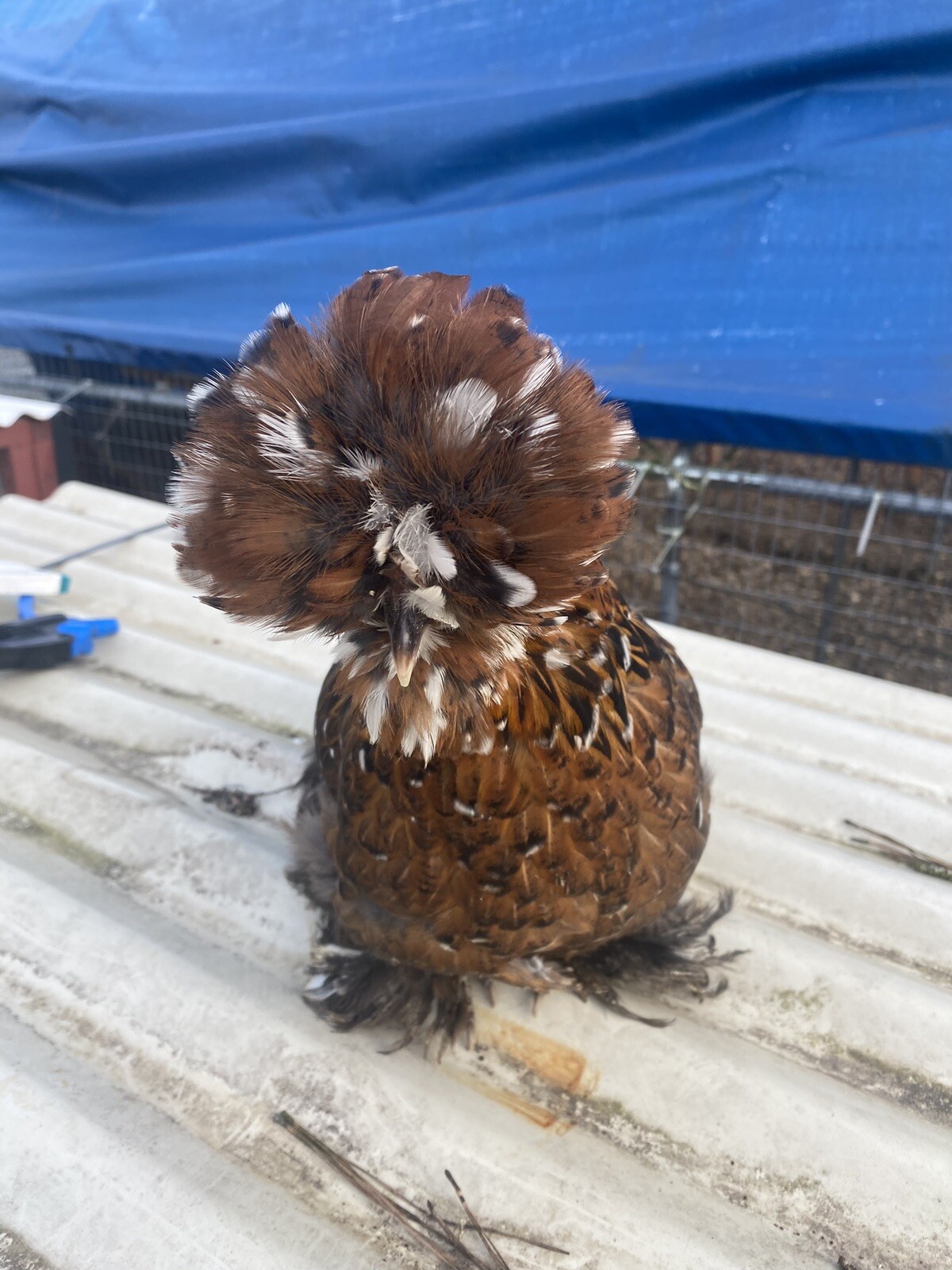 12+ Mille Fleur Satin Hatching Eggs NPIP & AI Clean