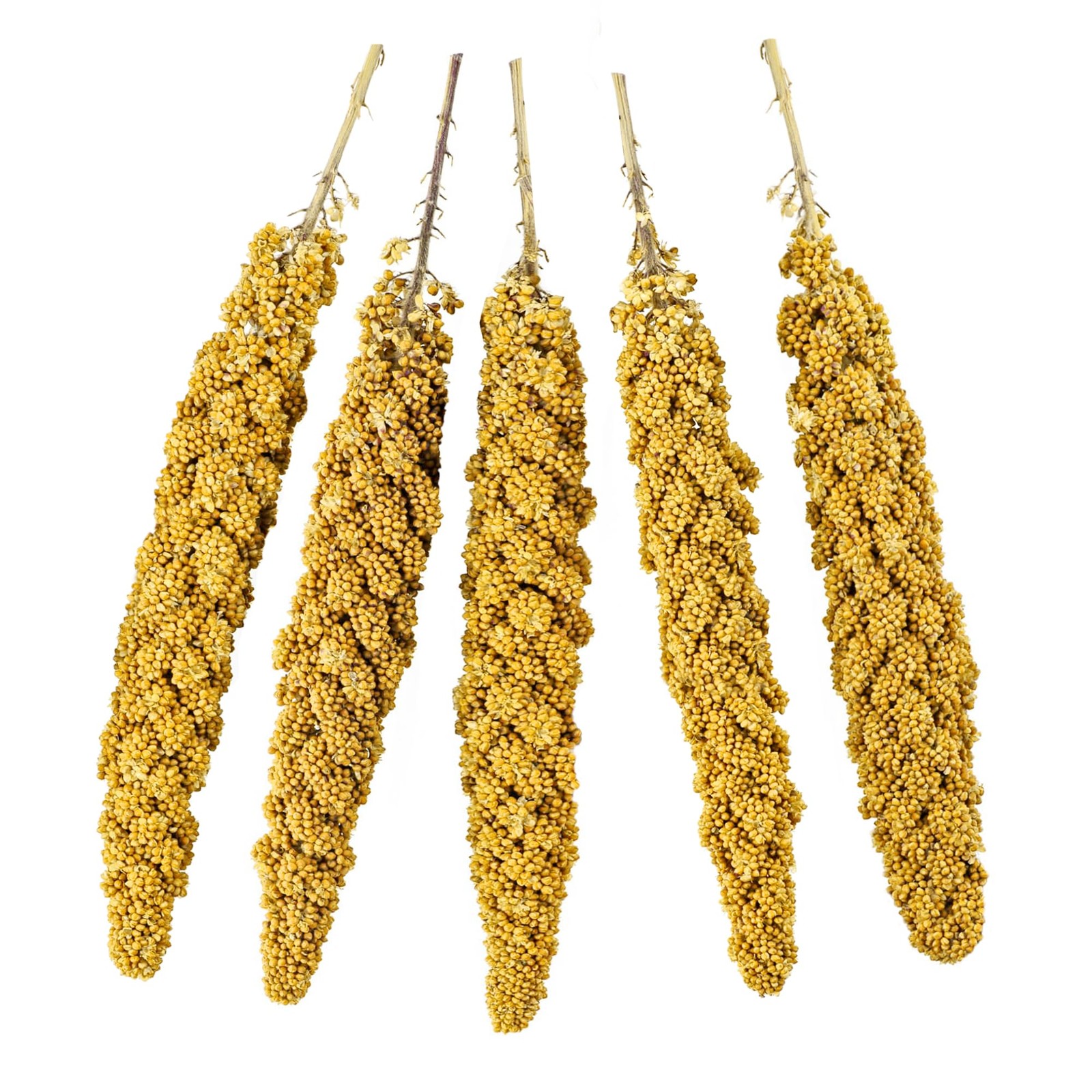 JOR Bird Spray Millet, Premium Treats for Parakeets, 6.25 Pound (Pack of 1)