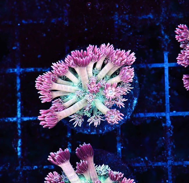 Key Lime Goniopora Coral WYSIWYG - SAQ Coral Farm