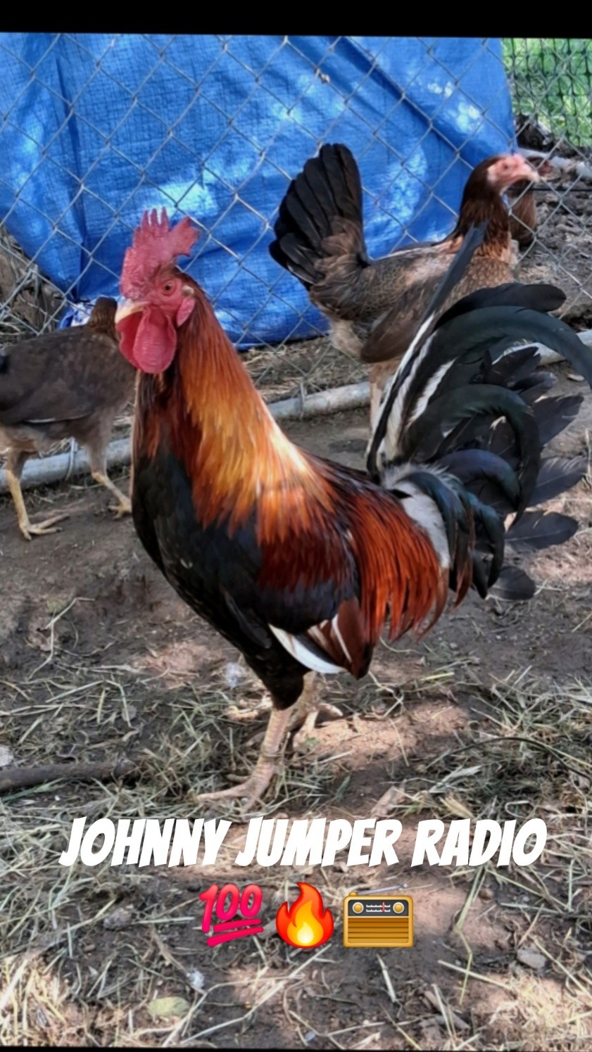 7 Hatching Eggs