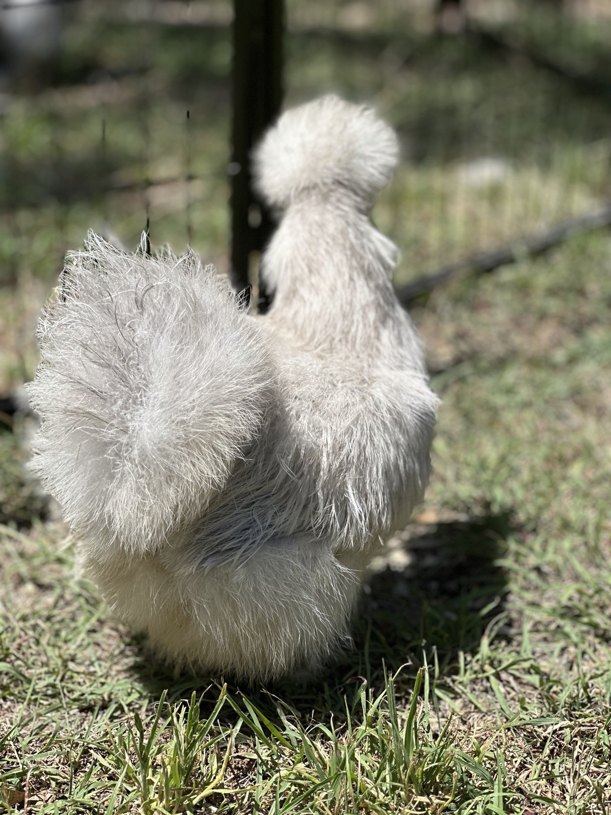 18-pack Fertile Silkie Hatching Eggs - Variety Pack