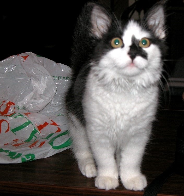 BESYA THE CAT 🐱🐈 meow virtual digital photo picture photo image #J022J1 Julia
