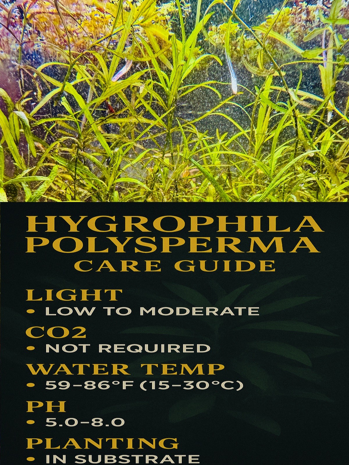 BUY 2 GET 1 FREE Hygrophila "Purple" Easy Aquarium Plant Beginner Free Shipping