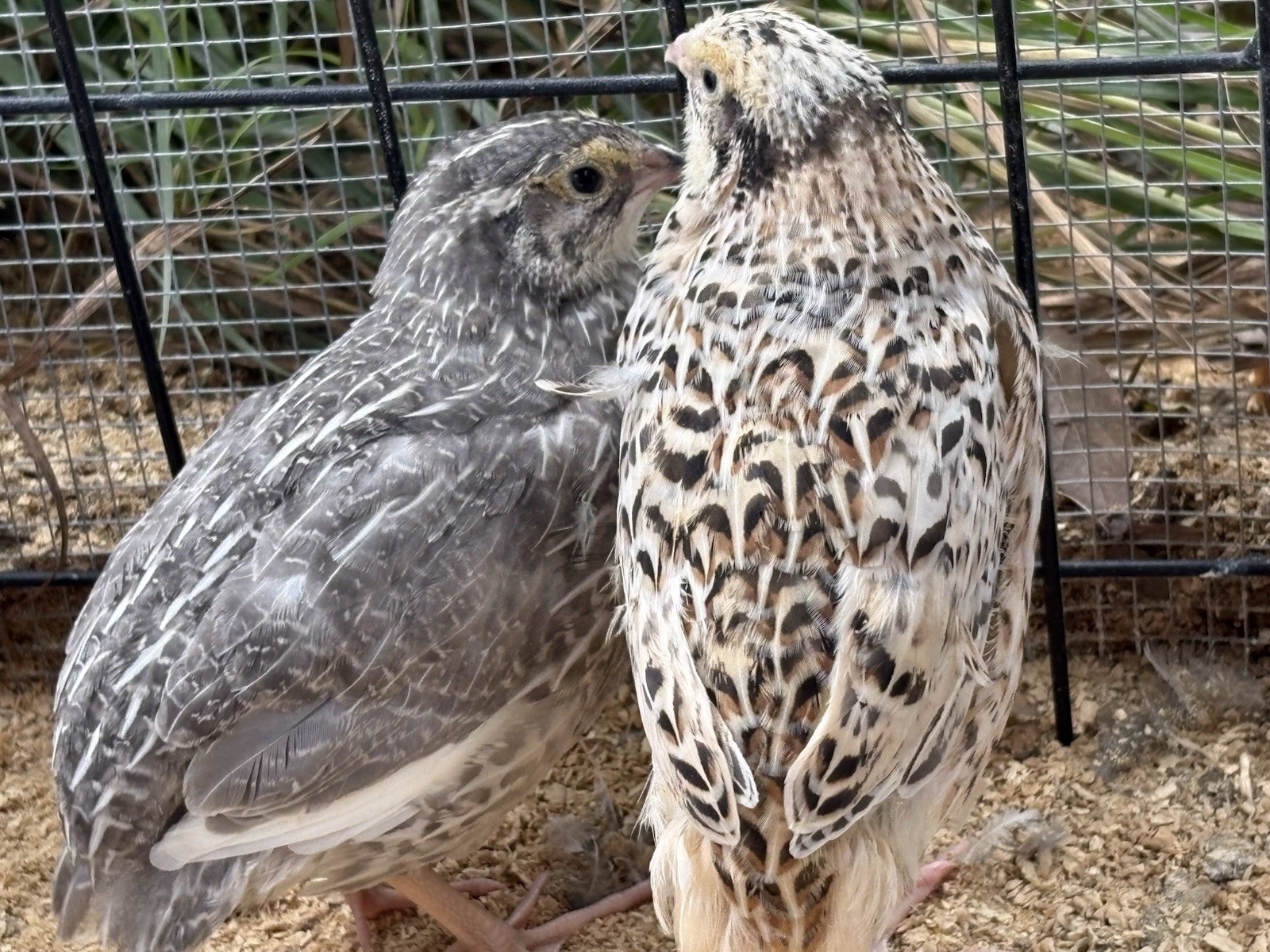 Coturnix hatching eggs unique colors 15 hatching eggs