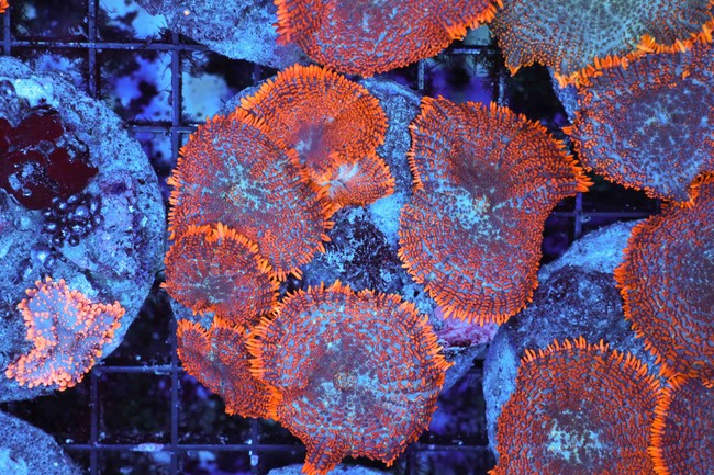 Orange Rhodactis Mushroom Colony WYSIWYG AB2 - SAQ Coral Farm