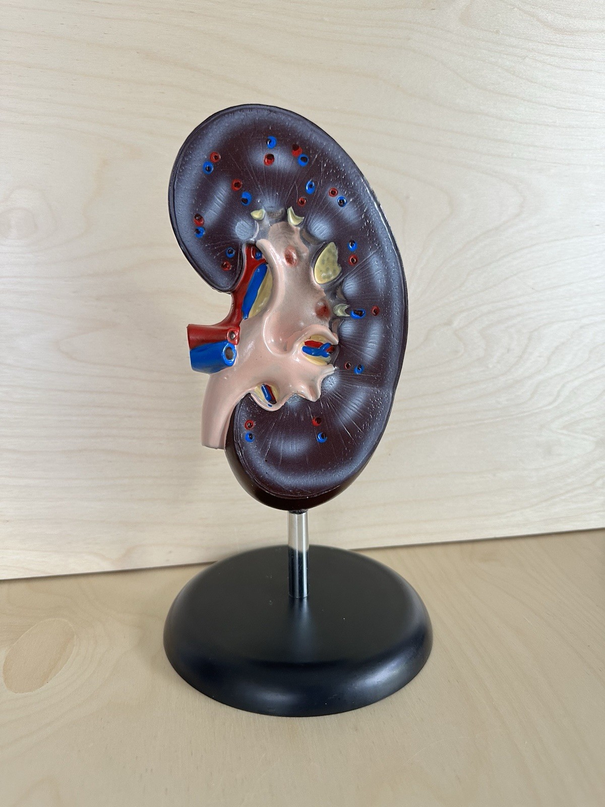 Vintage Human Kidney Model Anatomy Display 10.5” Removable Stand Movie Prop
