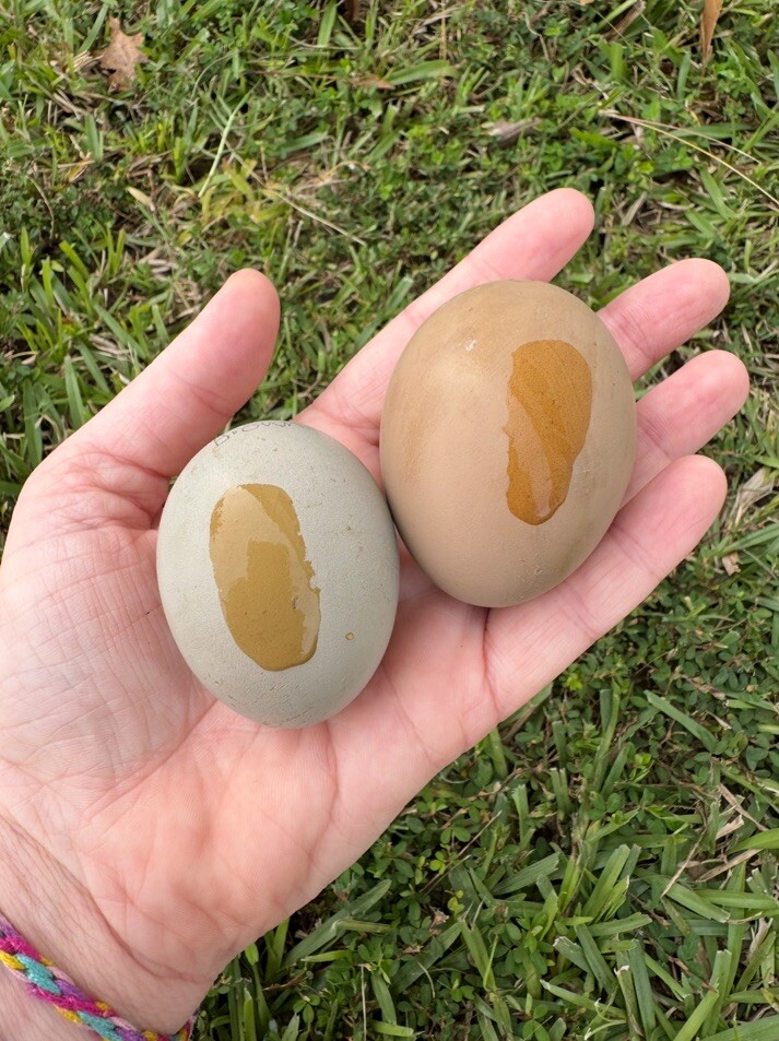 12+ Multigeneration Olive Egger Hatching Eggs Heavy Blooms/Speckles F1, BC1, BC2
