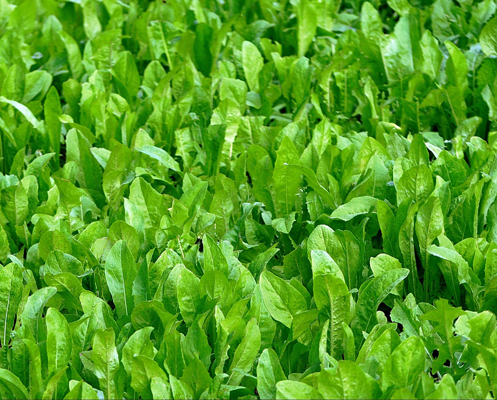 Whitetail Institute Chic Magnet Deer Food Plot Seed WINA-100 Perennial Forage Ch