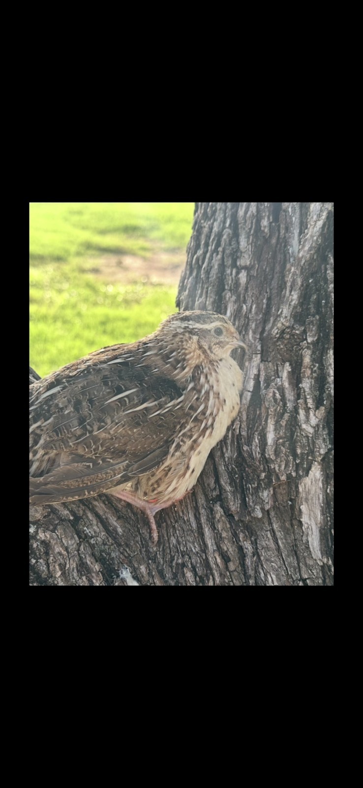 18+ Celadon Blue Coturnix Quail Hatching Eggs - 100% True Blue