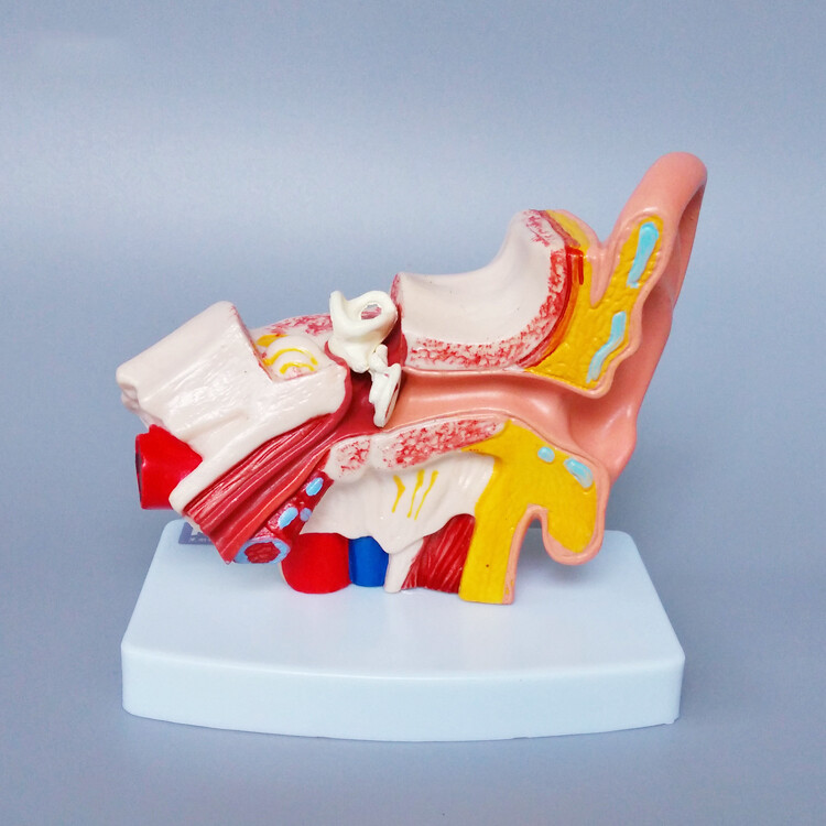 1:1.5 Human Ear Model Anatomy Medical Model on Base Teaching Supplies US STOCK