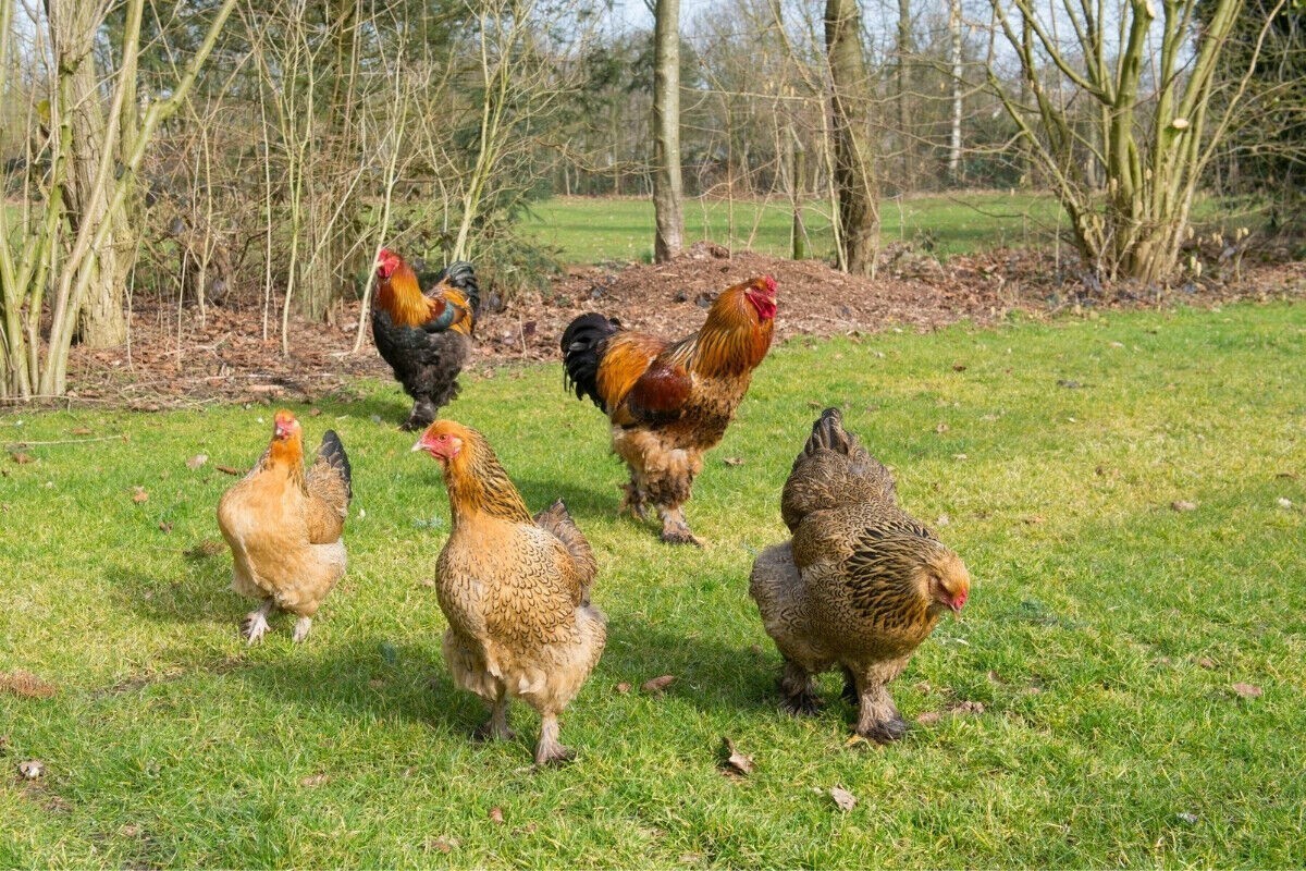 Buff Brahma 6+ Hatching Eggs