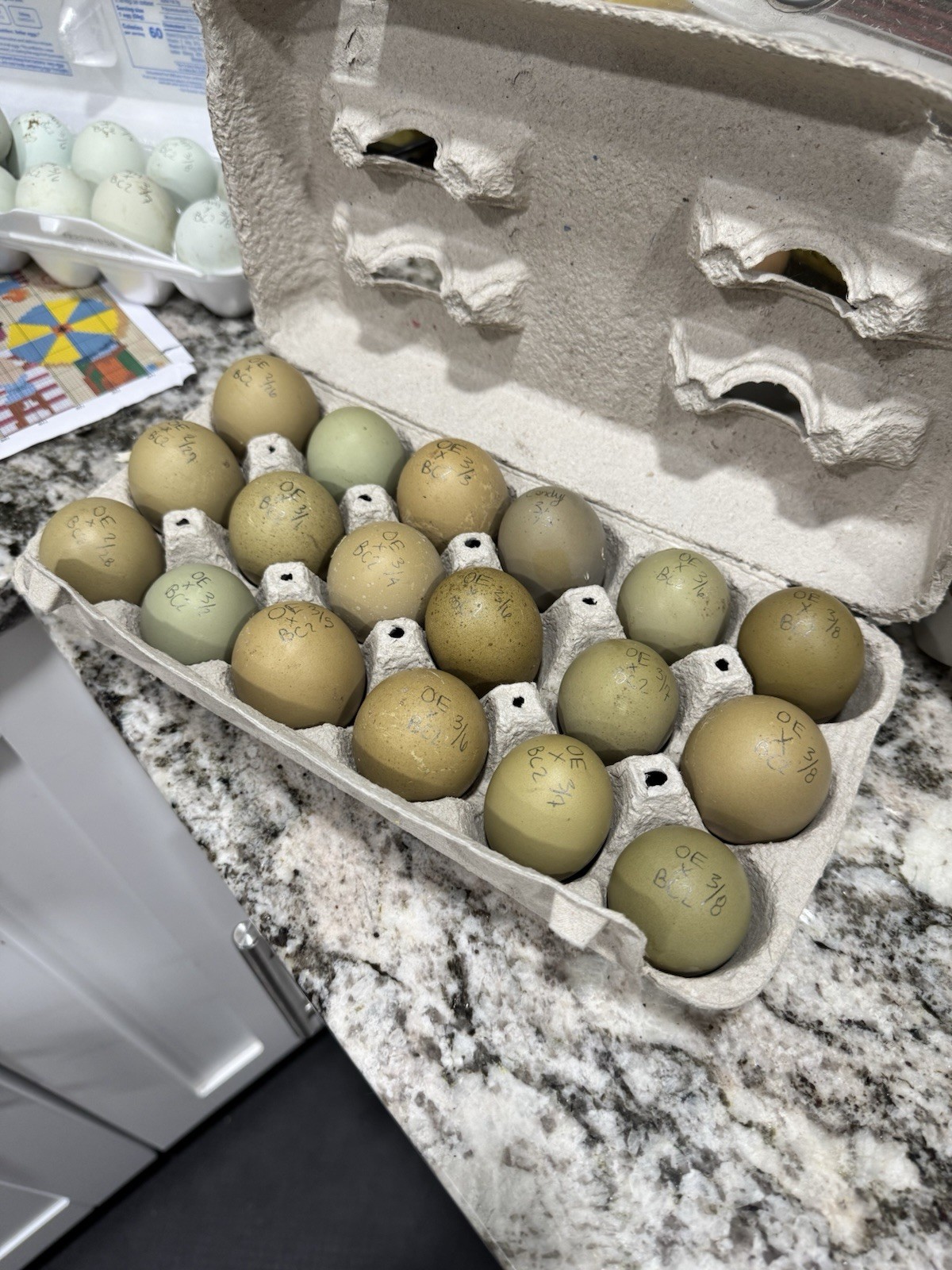 12+ Olive Hatching Chicken Eggs