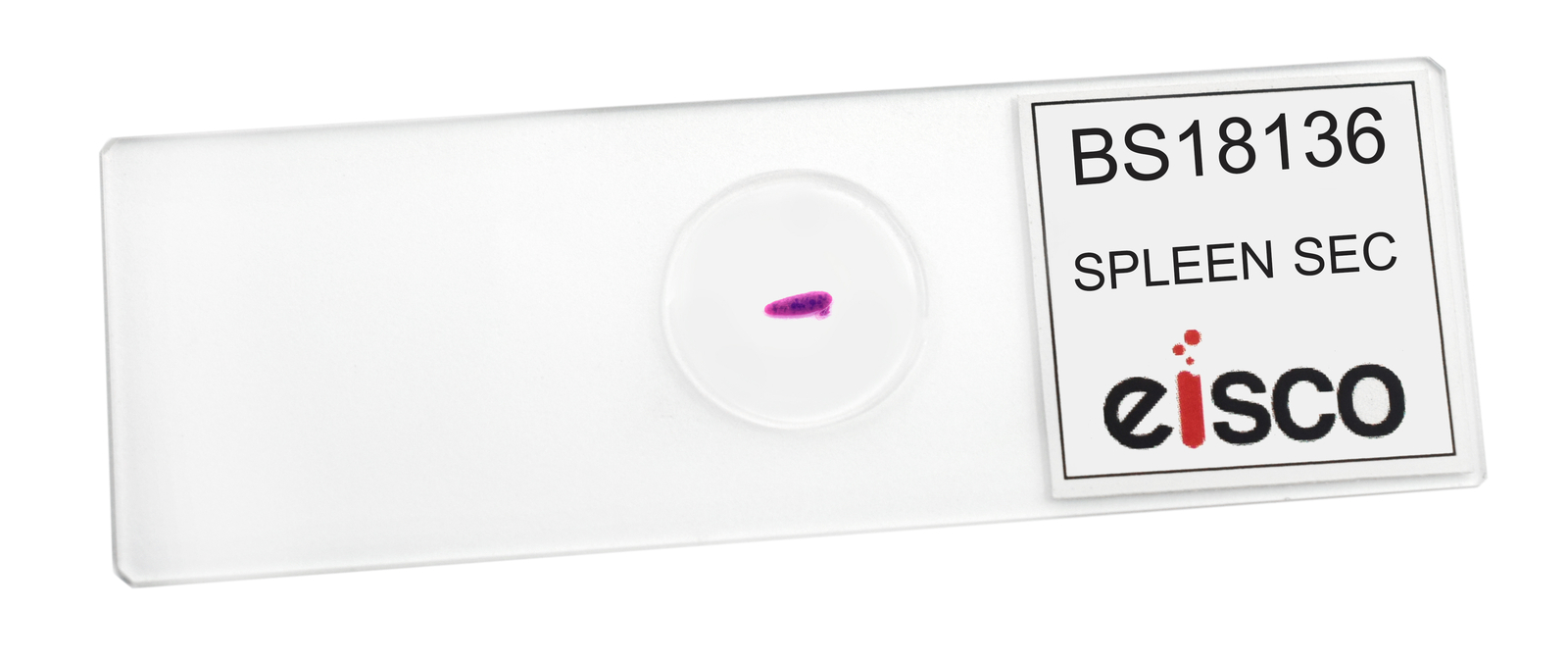 Spleen Section - Prepared Microscope Slide - 75x25mm - Eisco Labs