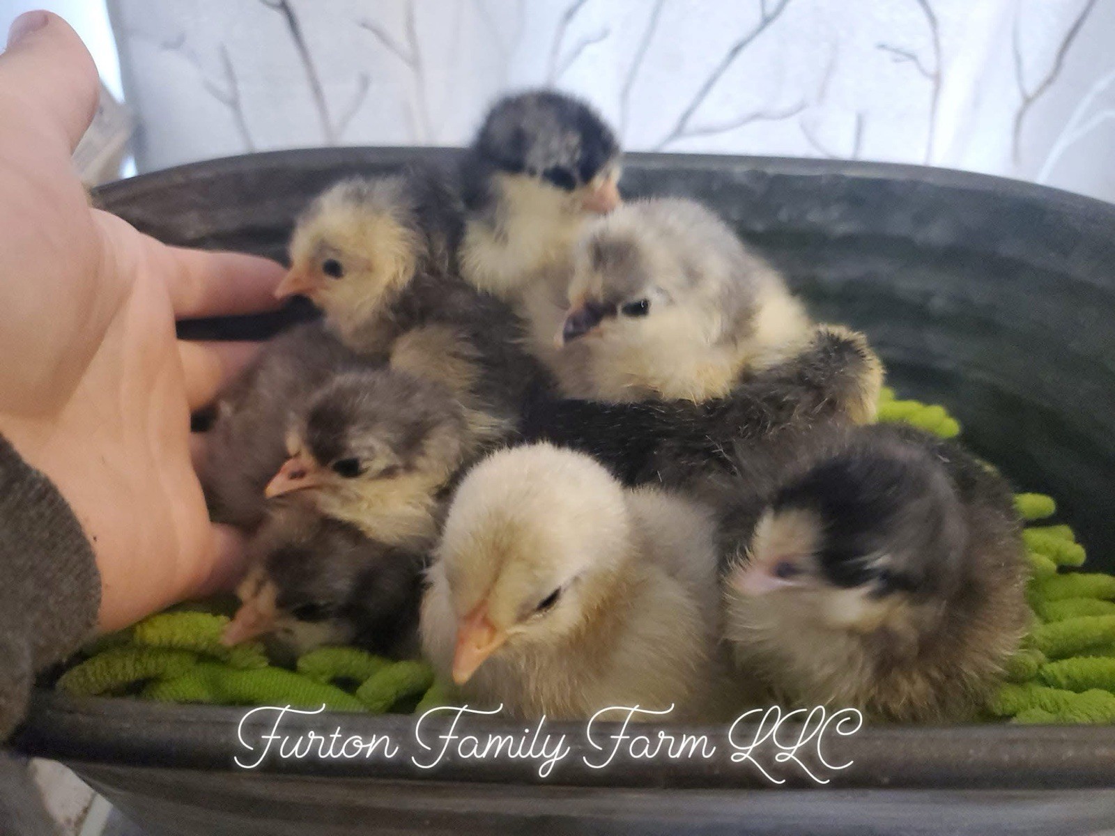12+ Langshan Blue, Black, Splash Hatching Chicken Eggs