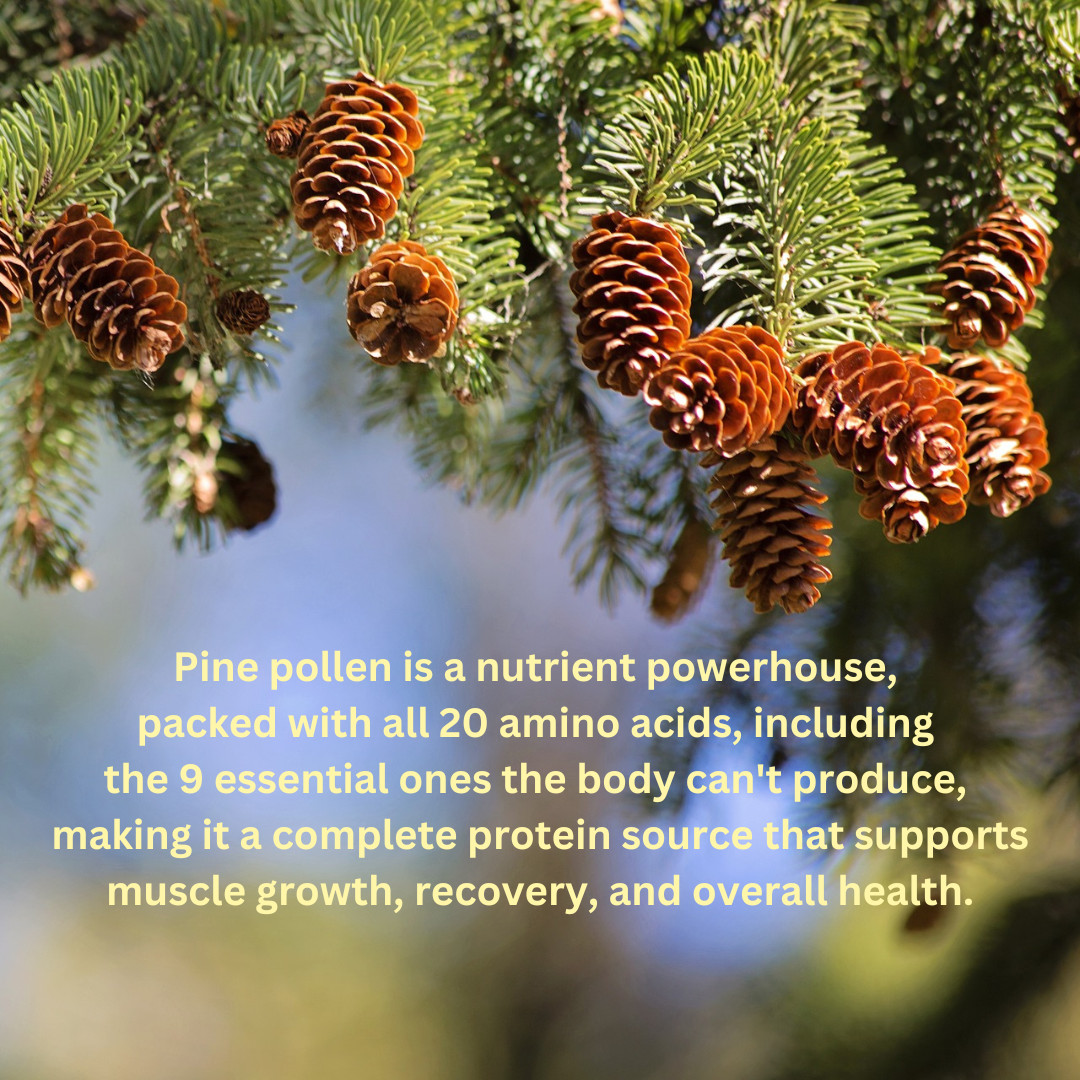 Organic Pine Pollen 500mg - Testosterone & Vitality Support - 100 Caps