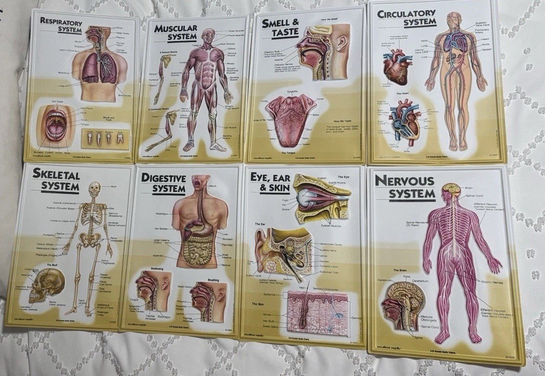 3D  8 Human Body Charts