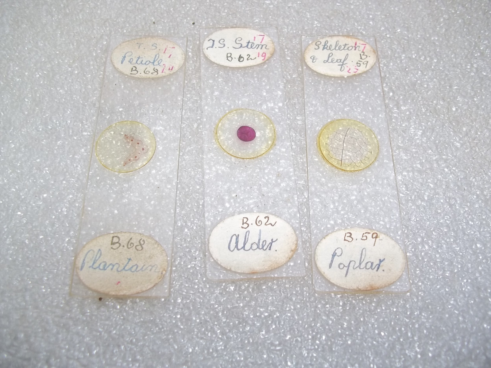 Vintage Glass Microscope Slides -