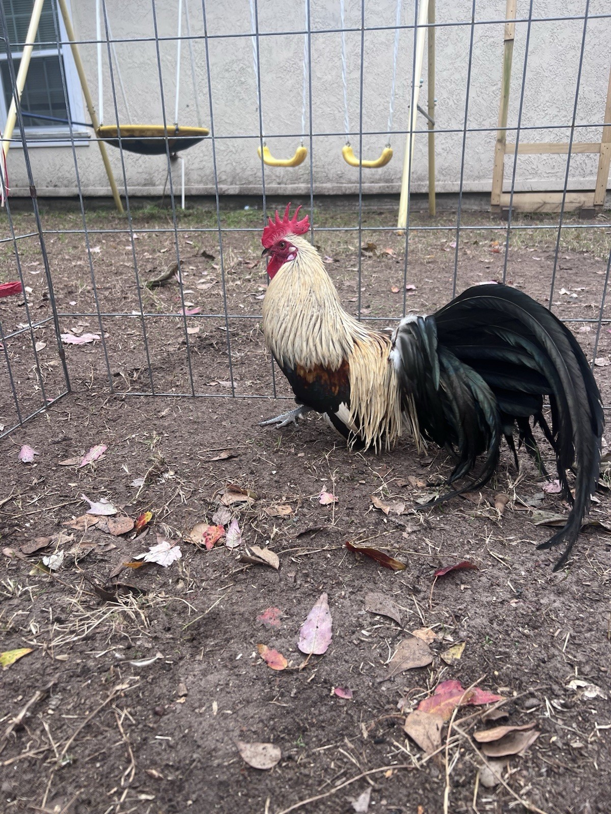 6+ Eggs for Hatching Mini Phoenix Fertile Eggs
