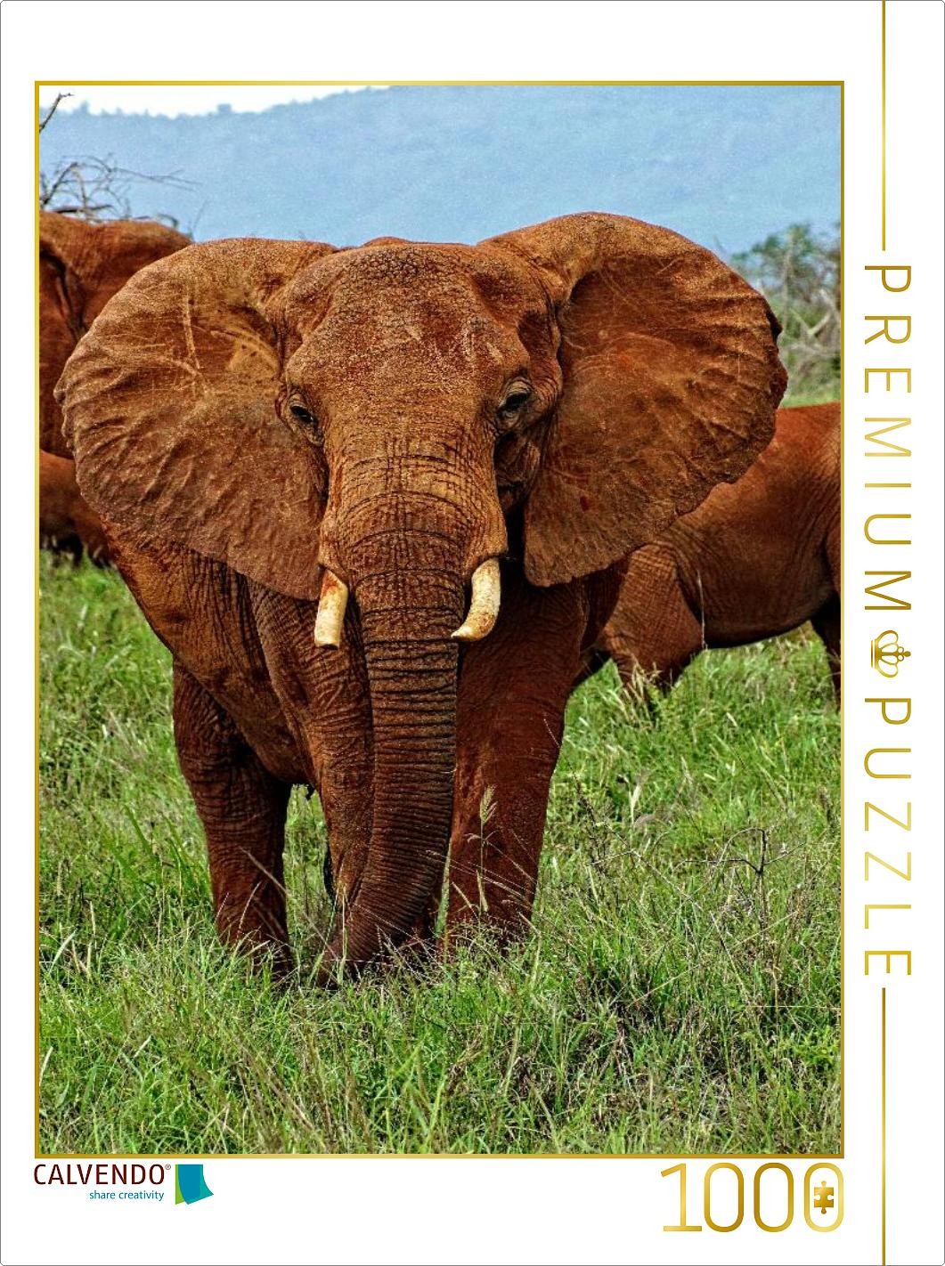 CALVENDO Puzzle Elefant....auf Safari | 1000 Teile Lege-Größe 64x48cm Foto-Puzzl