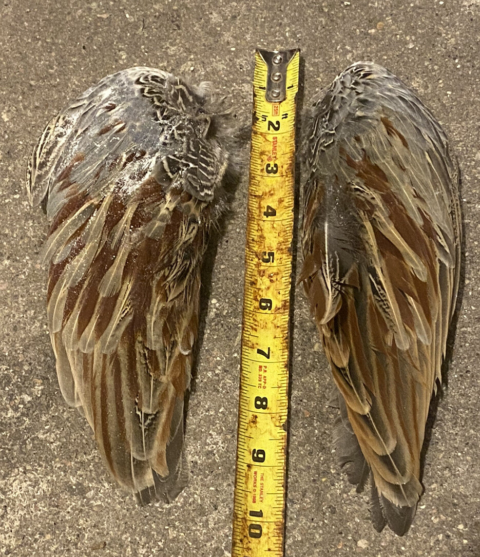 Pheasant Wings,Natural Feathers, FLY TYING FISHING HACKLE DRY FLY Dog Training