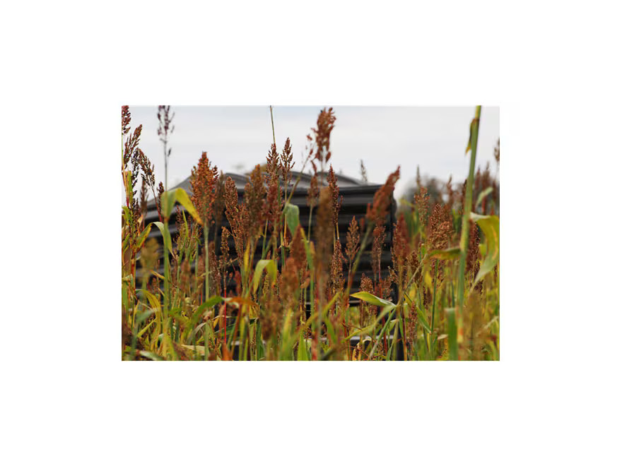 BioLogic Blind Spot Food Plot Seed 2 lb