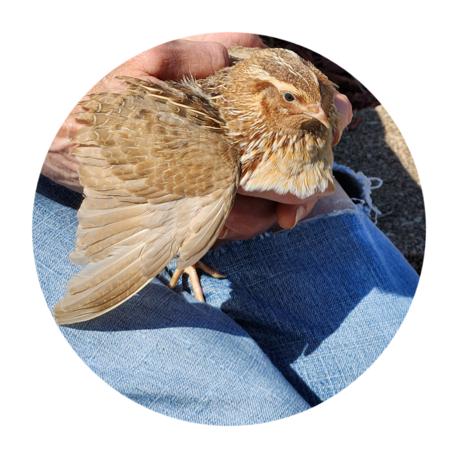 6++ Organically raised Welsh Harlequin Hatching Eggs. NPIP cert. 35-0909