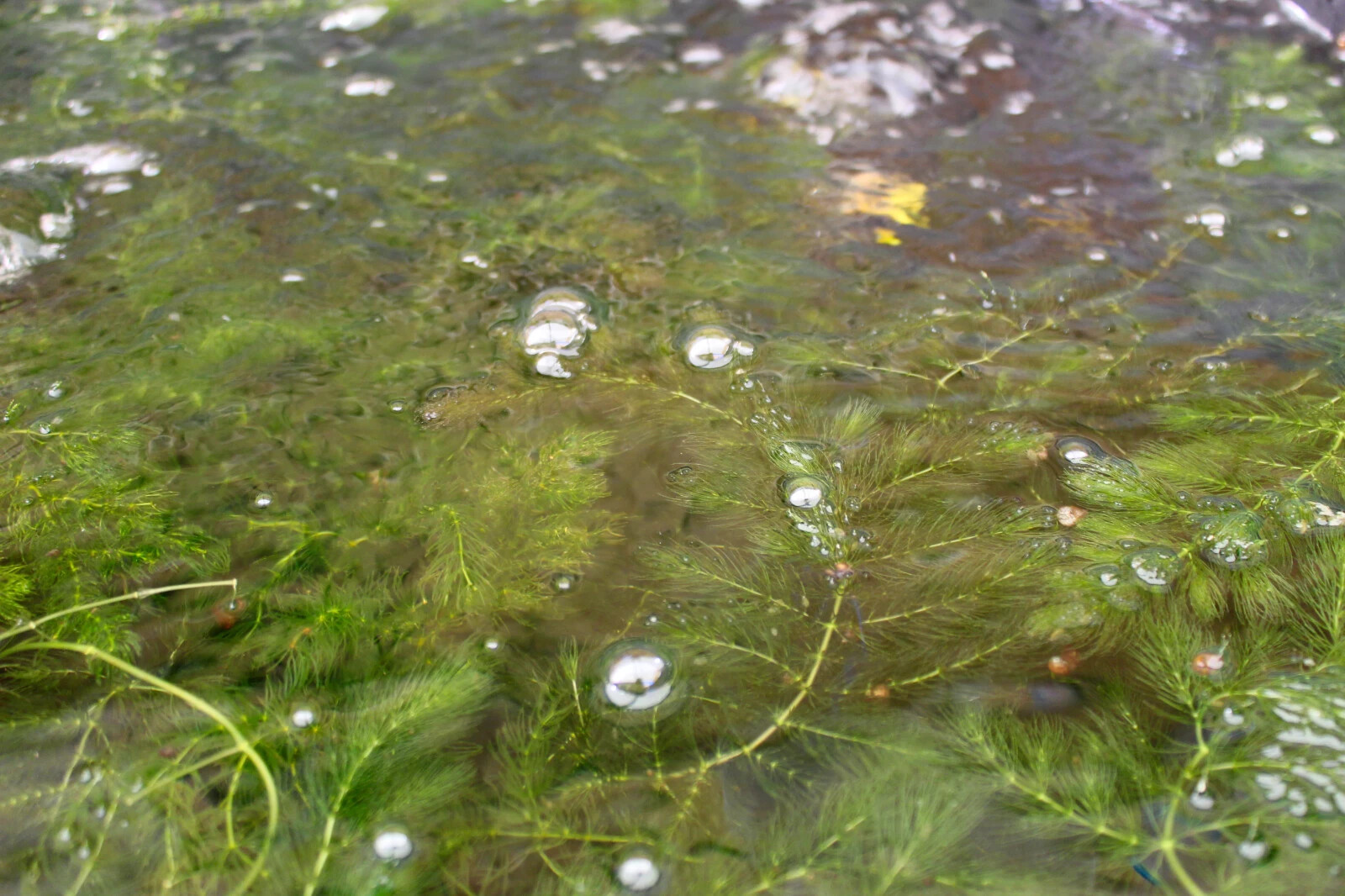 3+ Hornwort Live Aquarium Plants