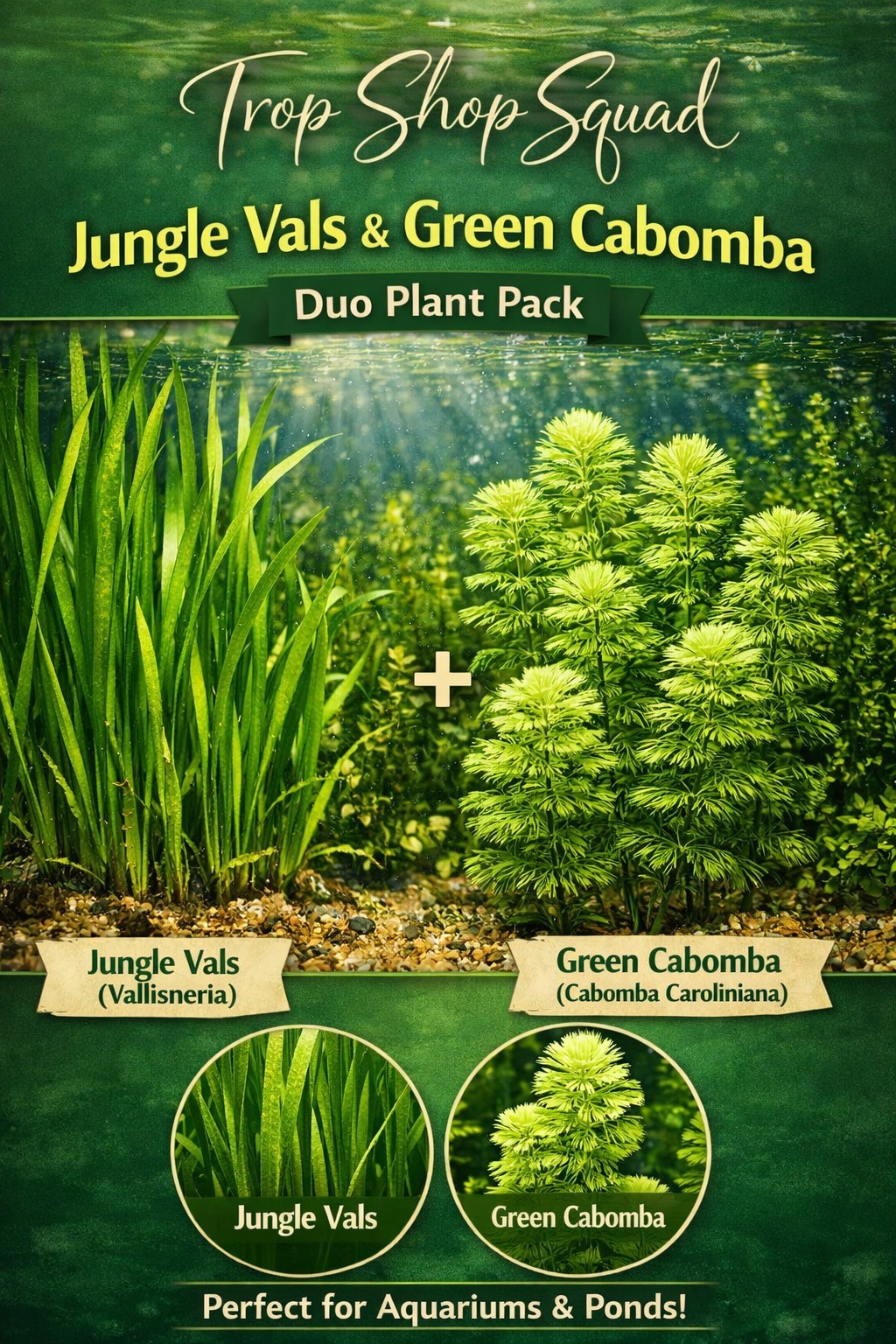 Trop Shop 10 Vallisneria Jungle Val and 10 Cabomba Green Fanwort  Aquarium Pack