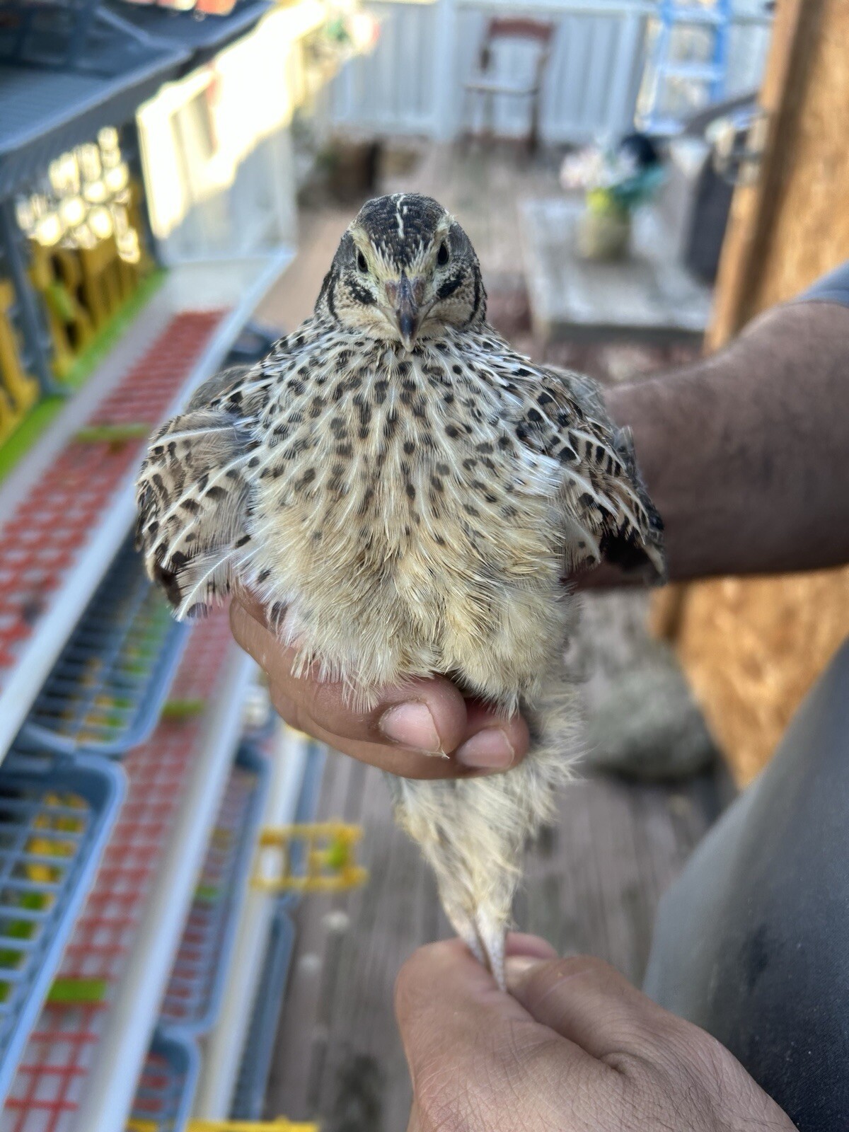 Fertile quail eggs🐣 from farm in texas🇺🇸