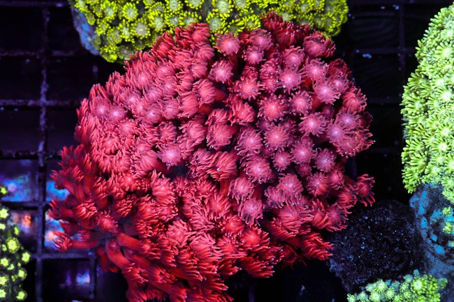 Red Goniopora Colony WYSIWYG - SAQ Coral Farm