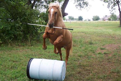 THE SHORTER 42 INCH THOMEY NATURAL HORSE TRAINING STICK~ SUPERB BALANCE~WHITE