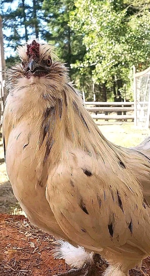 10+ BEAUTIFUL Silkie Hatching Eggs . Show Quality!