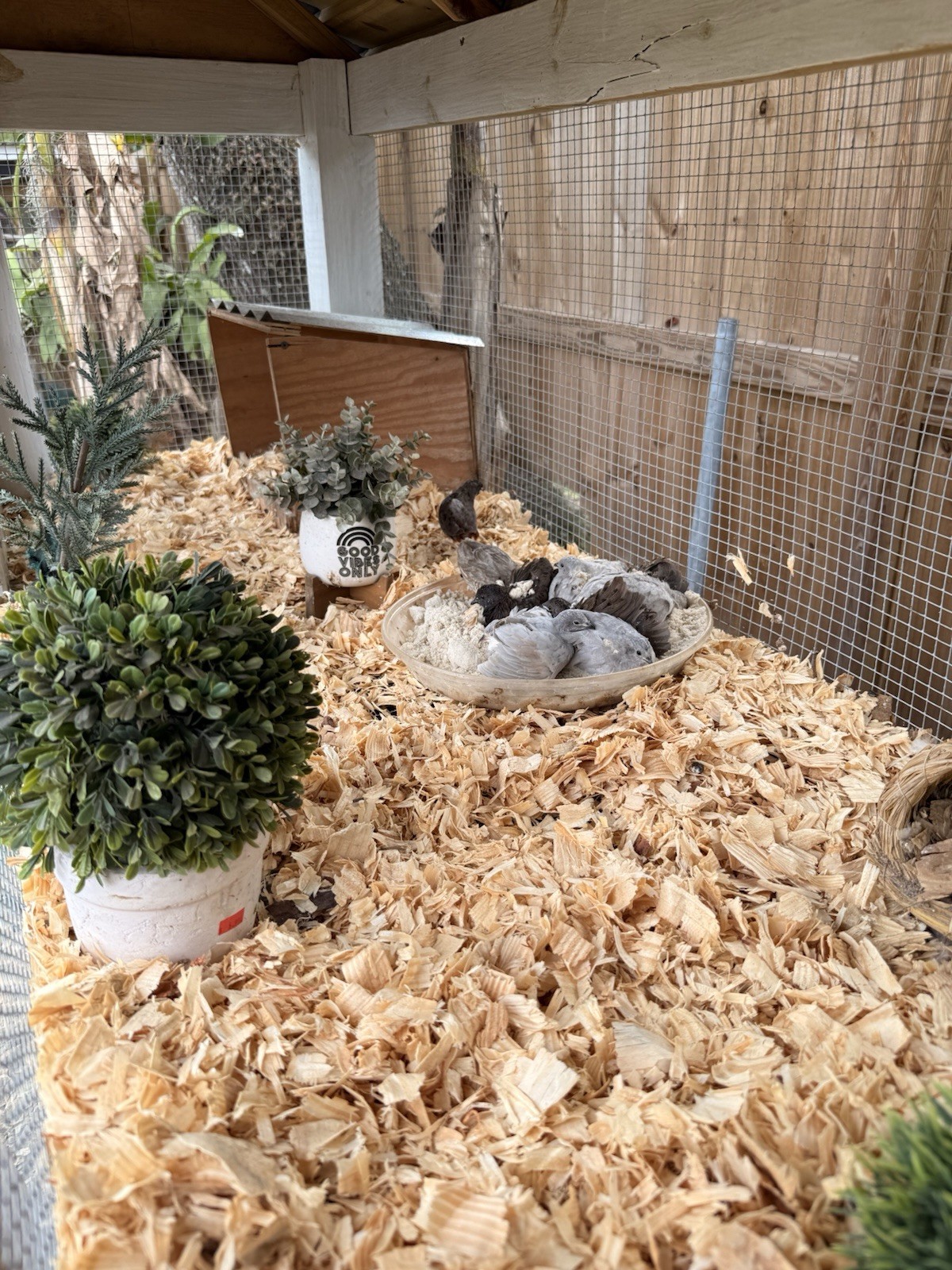 12 King quail and lethal silver hatching eggs
