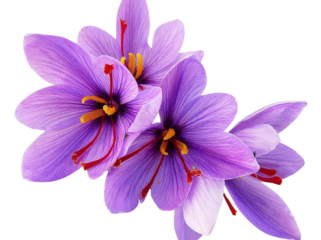 10 Saffron Corms
