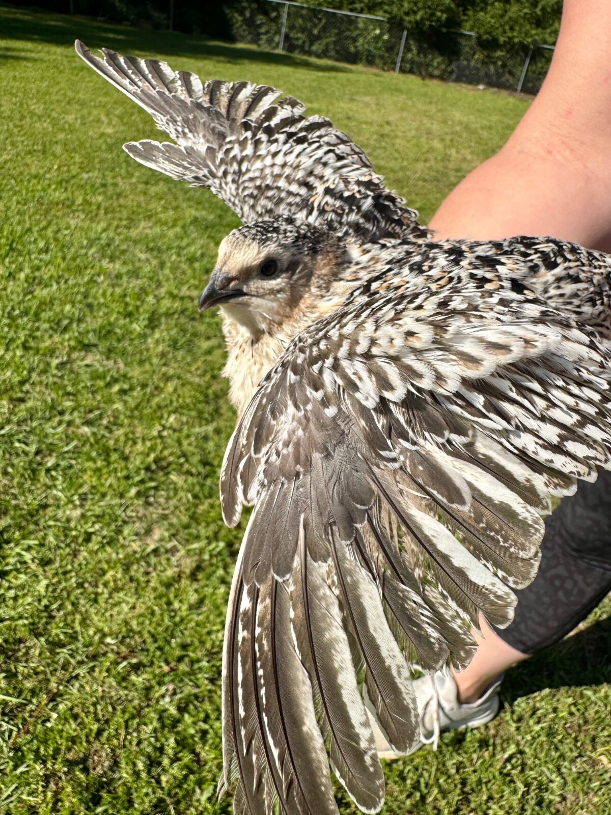 50+ RARE COLORS Coturnix Quail Hatching Eggs NPIP AI Free