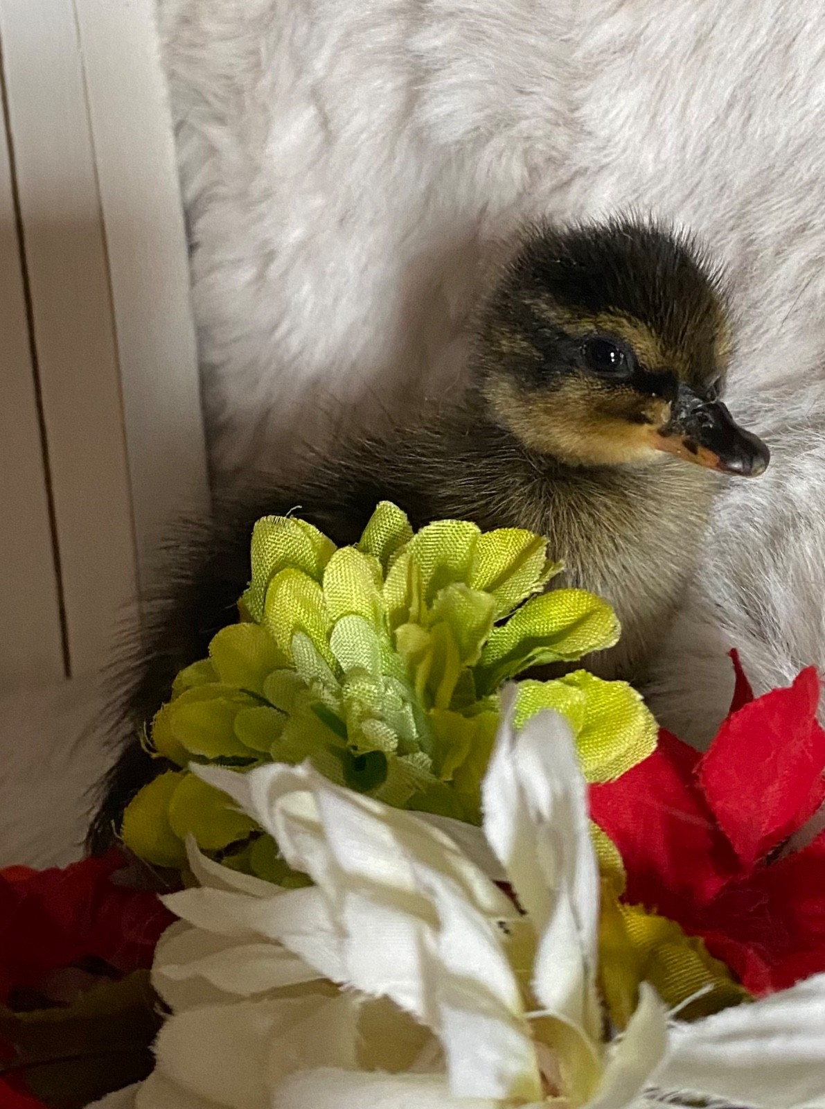 2 CALL DUCK EGG🌷1 Free! Ready to ship by Wednesday! 🐥