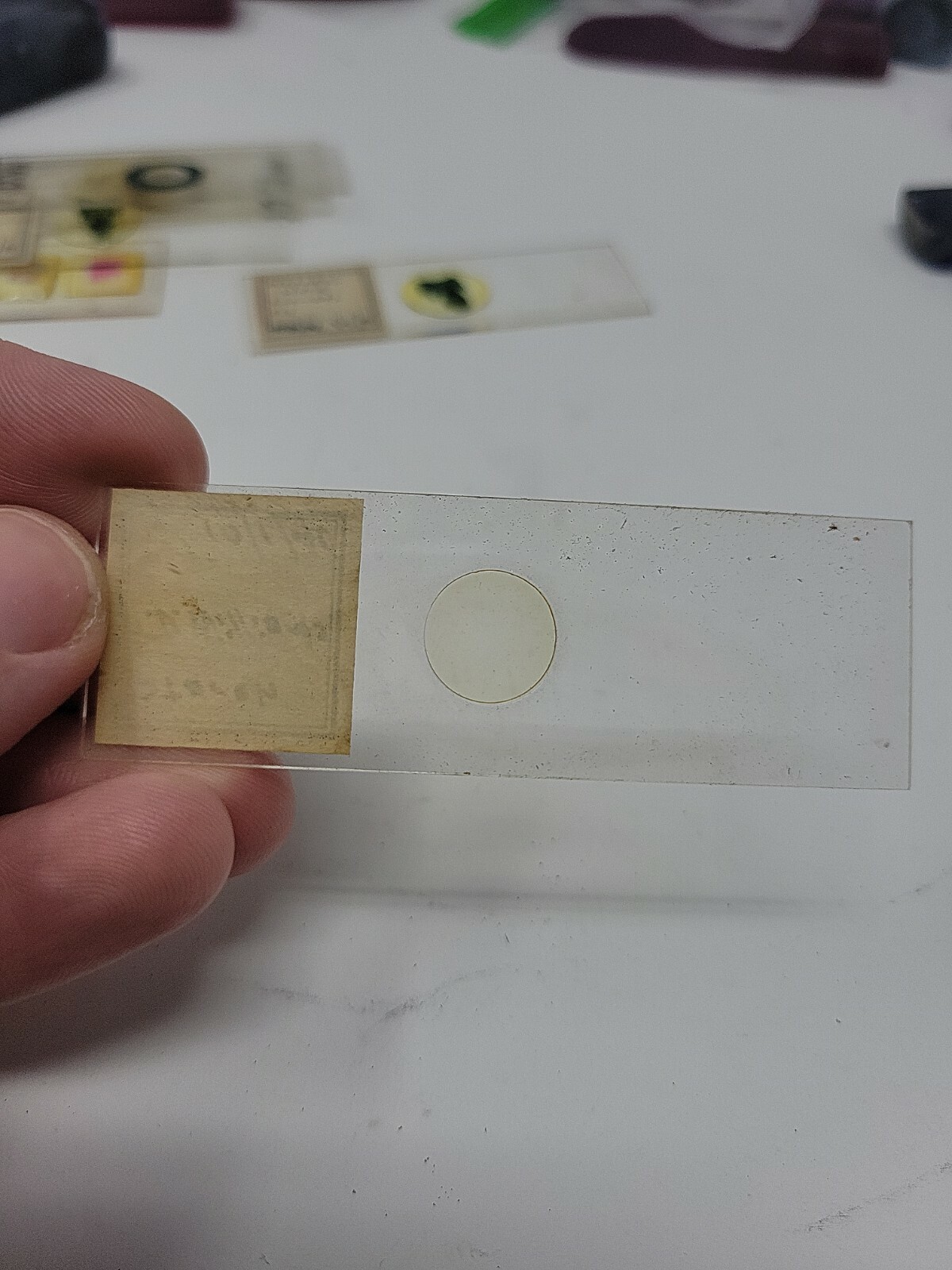 Vintage Microscope Slide 1940