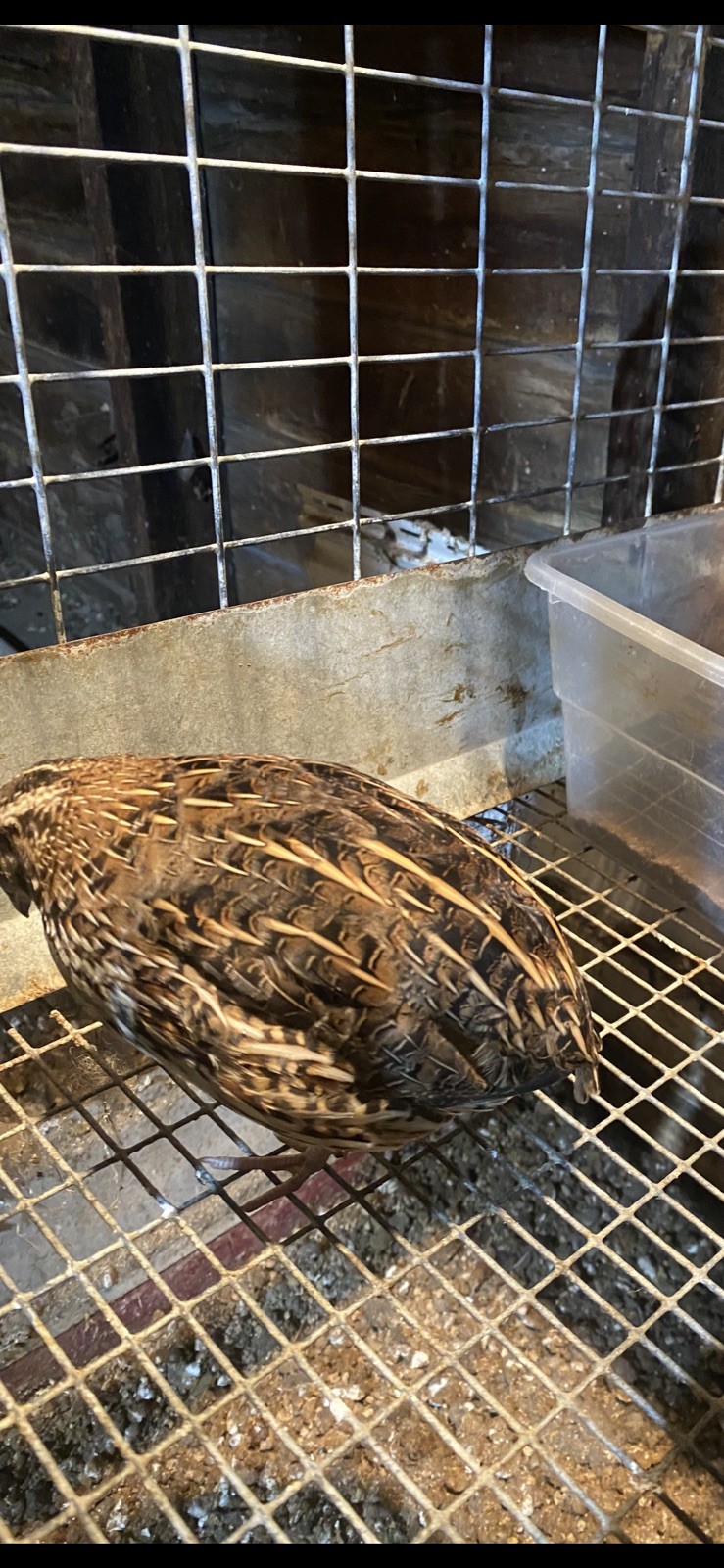 Quail Hatching Eggs with Natural Speckled Shells