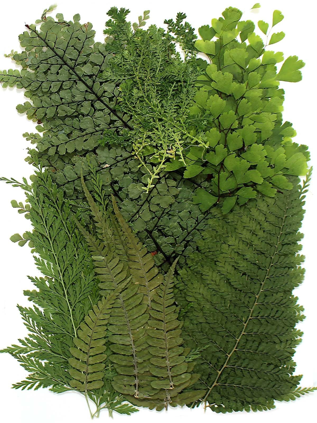48 PCS Large Dried Pressed Fern Leaves for Crafts Resin Molds Candle Making
