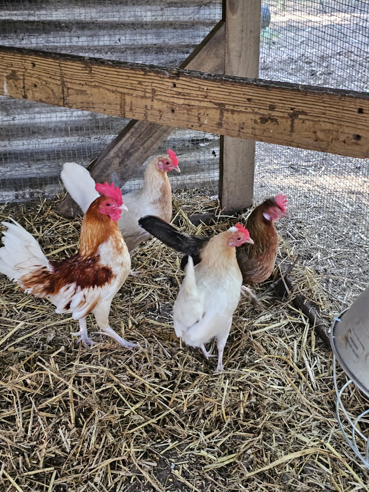 12 Old English Bantams
