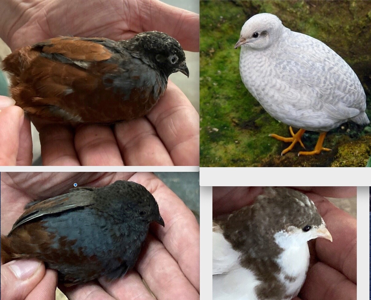 30 BUTTON QUAIL EGGS choose from 12+ colors ships USPS PRIORITY PLEASE READ ALL