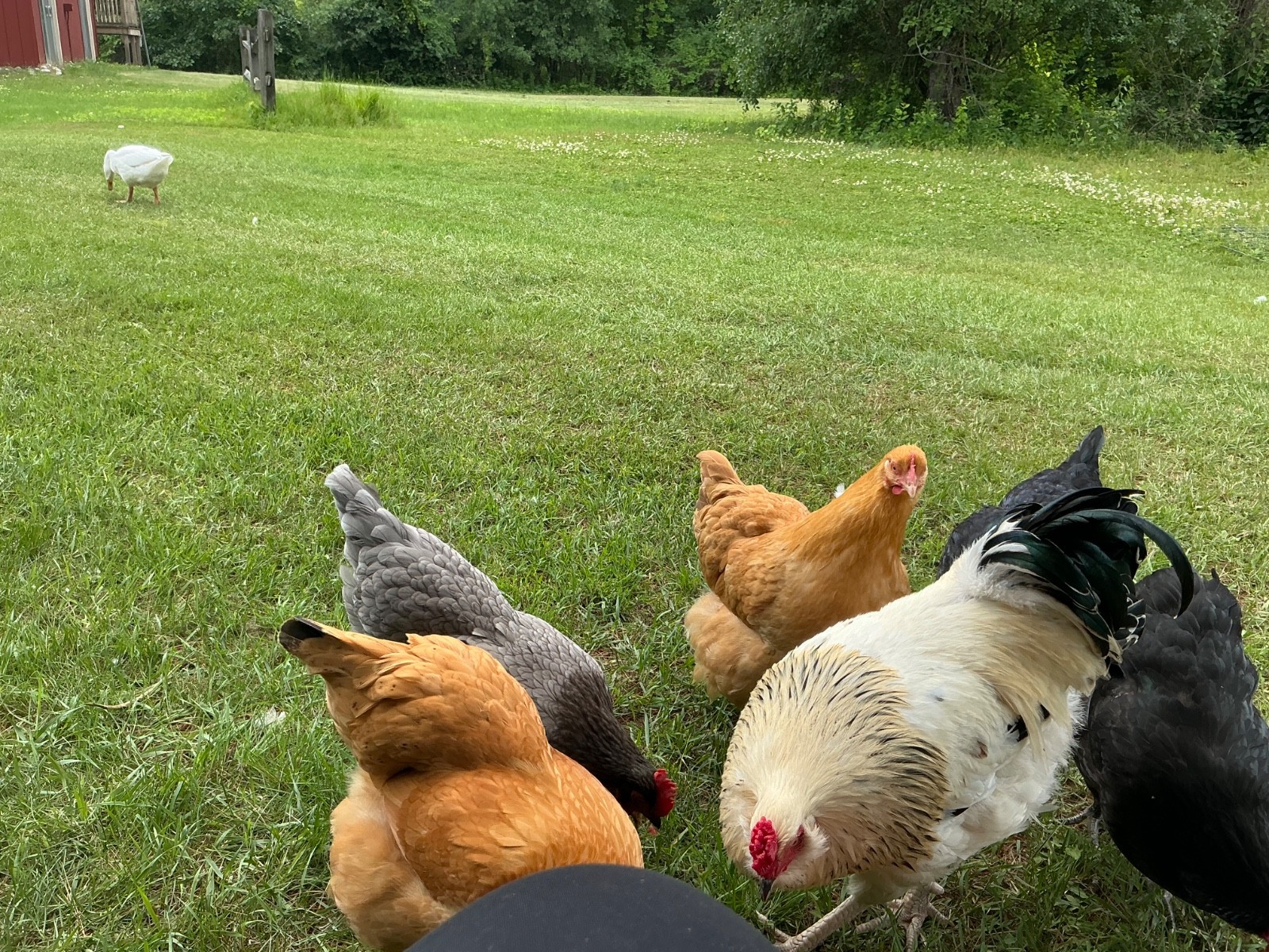Chicken Hatching Eggs, (20) , Mixed Barnyard Flock, Wyandotte, Easter E etc.