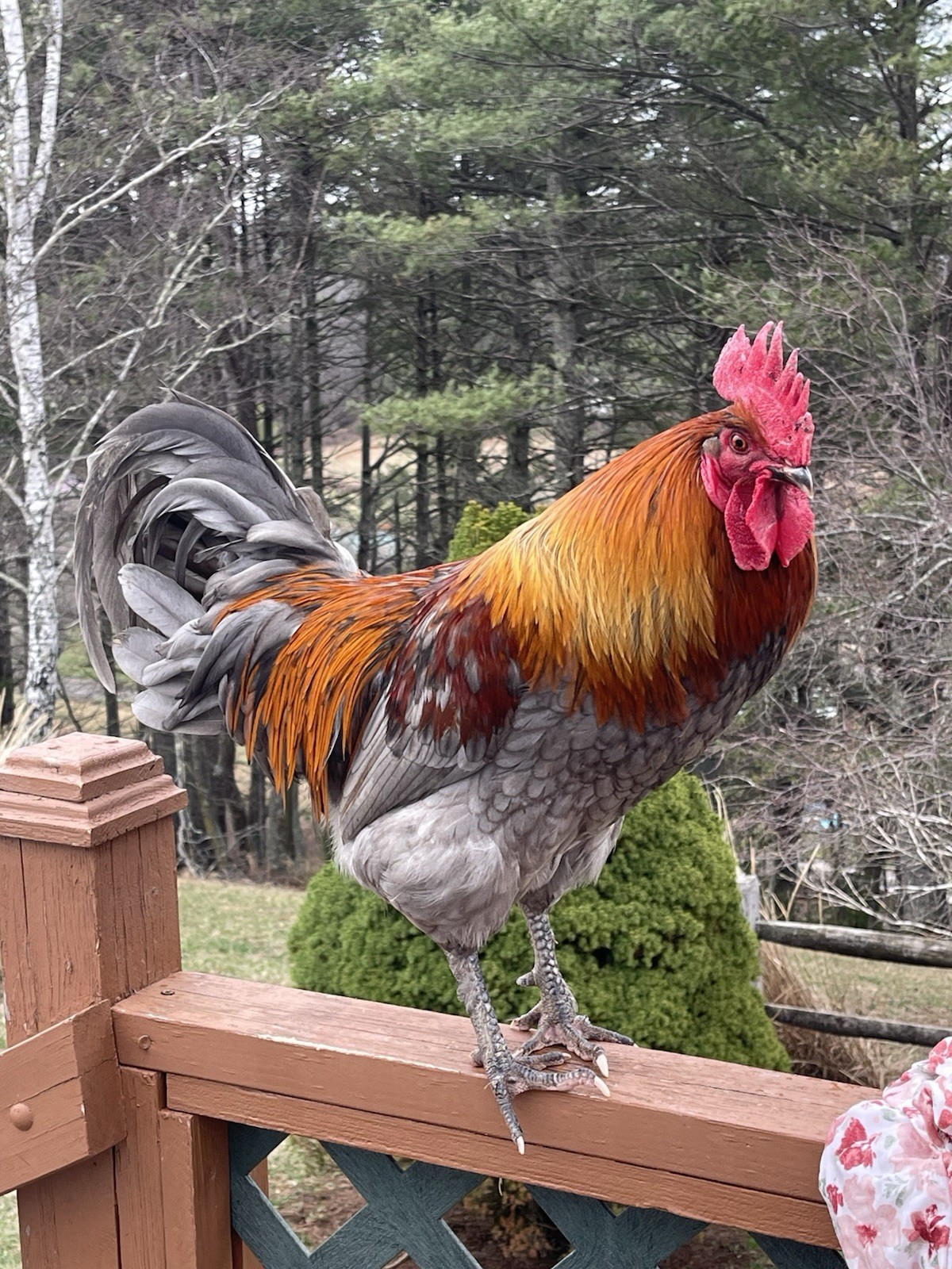 6 fertile hatching chicken eggs - Beautiful Barnyard Mix