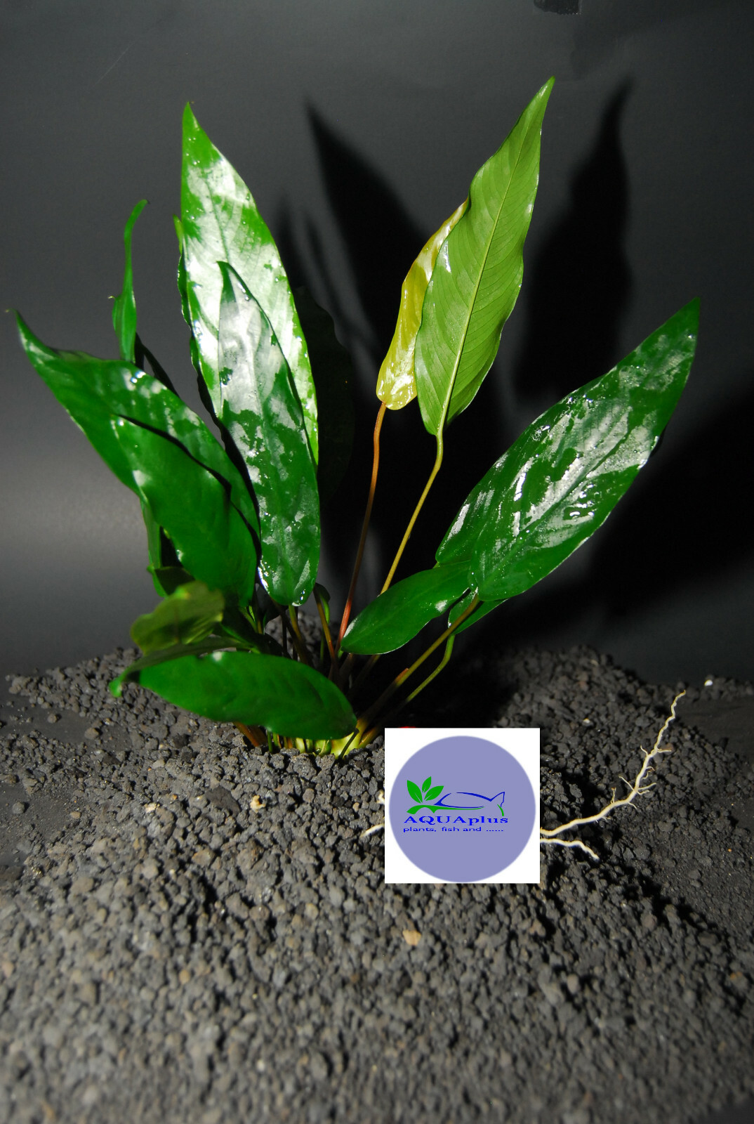 ANUBIAS MINIMA -Freshwater Aquatic Live Plants