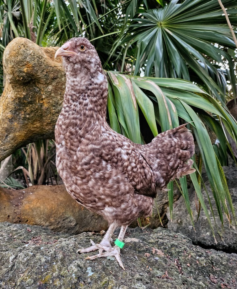 6 Chocolate Cuckoo Ameraucana Hatching Eggs - Half Dozen Shipped in Foam!