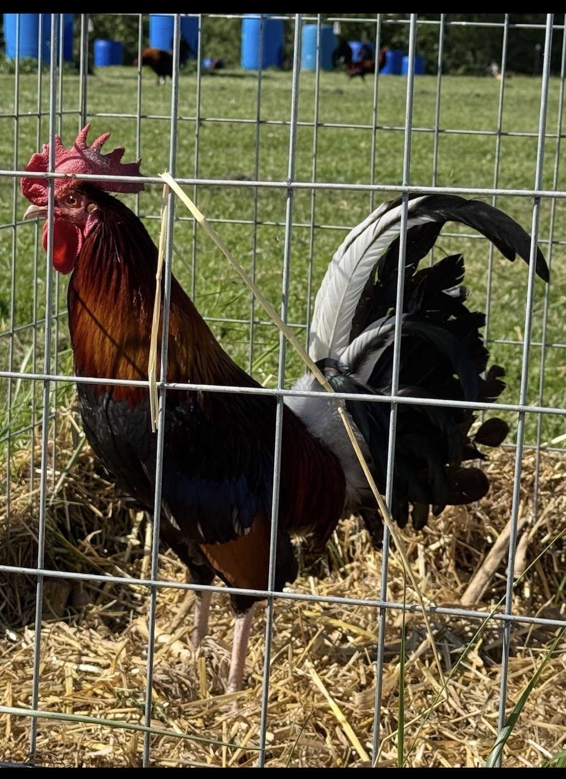 10 + Chicken Hatching Eggs