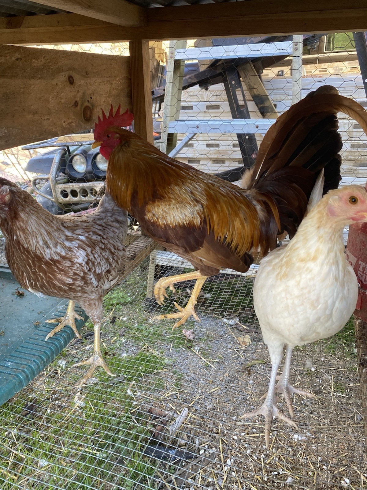 10+ Pure Pumpkin poultry hatching eggs