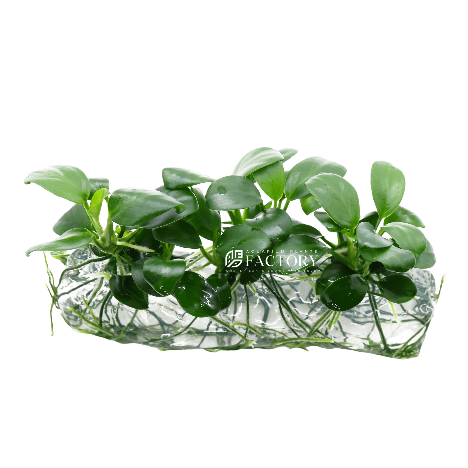 Anubias Barteri Broad Leaf Vitro Culture